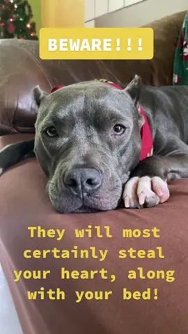 Moo the mythical pibble #ROMWEnextgen #moo #fyp #packofcrazies #pitbullawarness #breeddiscrimination #foryou #dogs #pittok #dogsofttiktok