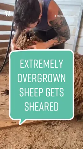 This babydoll sheep got a well needed shear 🐑 (@rightchoiceshearing) #sheepshearing #babydollsheep #haircut #fyp #foryou