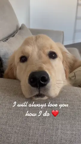 I will always love you #dog #Love