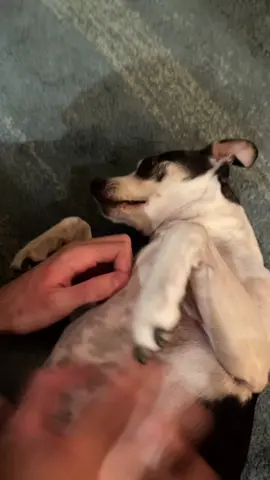 Fighting for his attention #dogsofttiktok