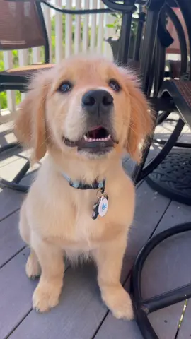 Did I understand the assignment? 😂 #fyp #foryoupage #dogsofttiktok #dog #puppy #puppylove