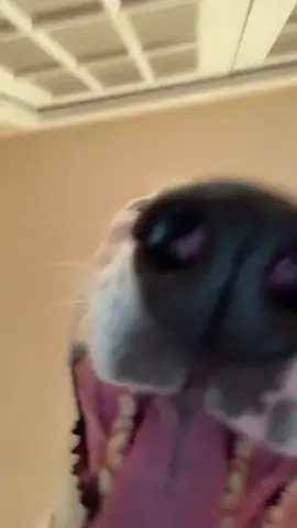 #hi