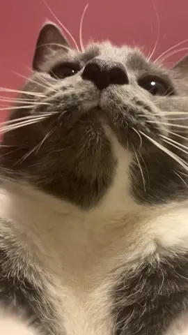 Вставай 😺