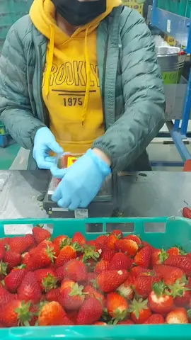 Size Nine แบบสวยๆ เป๊ะๆ 😯👏🏻👌🏻 #Packingstrawberries #สตรอเบอร์รี่ 🍓#คนไทยในออสเตรเลีย🇦🇺🇹🇭