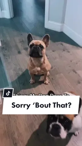 Where did he learn this? 😅 #frenchie #sorryboutdat #PlutoTVDecades #dogsoftiktok #embarrassingmoments