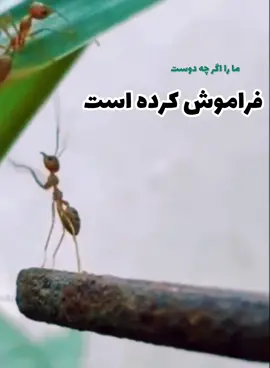 مرا اگر چه دوست فراموش کرده است #omarstudio #