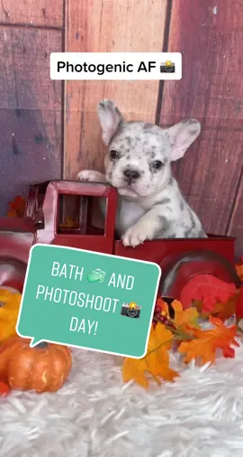 🛁🧼📸 BATH AND PHOTOSHOOT DAY! 📸🧼🛁  Bray & Braxton wanted to show y’all the process. Baths every 3 weeks, photoshoot every week 😌