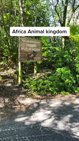#Disney. #africa. #animal kingdom @louanncollinsrn