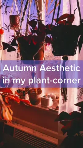 @taylorswift I think this song w/ a small tweak is meant for plant addicts, wdyt? 😆🧡♥️ #swifttok #AutumnAesthetic #plantlover #plants #PlantTok