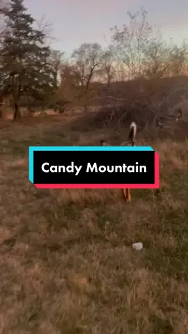 They are the candy mountain ponies. CANDY  MOUNTAIN!!! #candymountain #magicalleopluerodon #pet #whitetail #funny #foryou #fyp #playtime #babyanimals