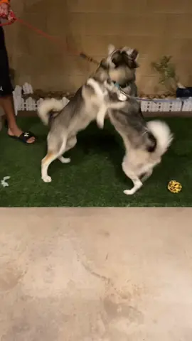 Just two pomskies playing it out 🐶 #pomskies