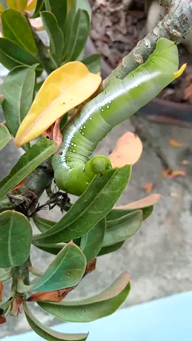 น้อนหิววัยกำลังกินกำลังนอน 😁อร่อยใช่มะ #หนอนแก้ว🐛ตัวเขียว #ใบไม้