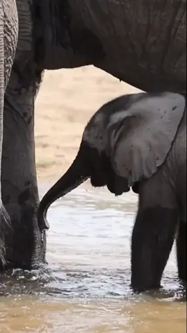 Not many sights cuter than a small elephant calf drinking. Until they learn how to use their trunks they have to ‘faceplant’. #safari #elephant