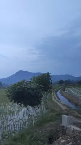 sugeng siang poro sedulur...🎼🎶🎼🎶 #koncotani#langgamcampursari#😍😍😍🙏