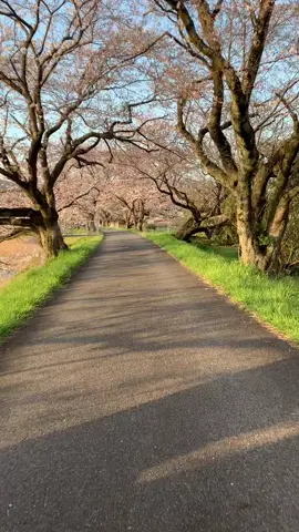 Vùng quê nhật bản ❤️ +follow hộ mình nha #cuocsongnhatban #vungqueyenbinh #japan #muahoaanhdao #sakura #nhacnhe #nhatban #datnuocmattroimoc