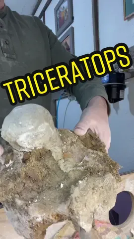 Triceratops occipital condyle! It’s the back part of the skull that connects to the neck. #triceratops #dinosaur #paleontology #jurassicworld