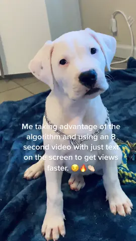 When you know you know #tiktokgrowth #TikTokgrowthtips #makemoneyonline #sidehustles #tiktokgrowhacks #BetterTogetherChallenge #floridadogoguy #dogosdelmundo #dogsoftiktok #plutotvdecades #fyp #puppy #bullyxl #dogo #bullyxl
