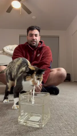 She really said “not today” 😭 #fyp #foryou #foryoupage #catsoftiktok #PetsOfTikTok