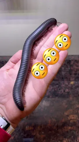 Just add water! #Sing2gether #BetterTogetherChallenge #VansCheckerboardDay #fyp #bugtok #millipede #insect #grow #toys #funny #pets