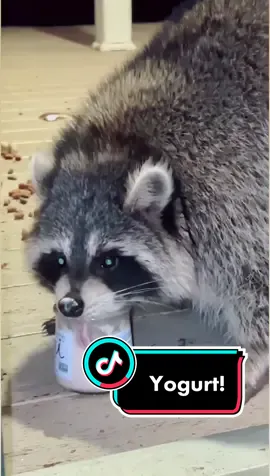 Brady 😂 #raccoons #raccoonlover #trashpandas🖤 #funnyraccoons #yogurt #ouiyogurt #animalseating #funnyanimals #fyp #racoonsoftiktok #racoonlife #🦝