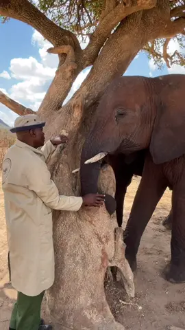 Orphaned due to ivory poaching, just a week old. Mutara is now 12 yrs. Visiting Ithumba today & relaxing in the shade with Benjamin #family #bond #animalrescue #elephant #saveelephants #swt #mutara #animals #kenya