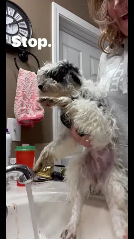 In case You might ask…Cupcake is a miniature aussiepoo ❤️ #Vlog #aussiepoo