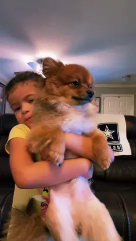 #thatsjustmybabydoggy #pomeranian
