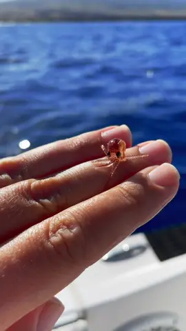 Baby #octopus in #hawaii
