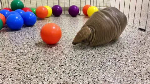 Just Rollie, rollin into your heart #armadillo #zootok #zoo #animalsoftiktok #armadilloskeepdigging #NEWZoo