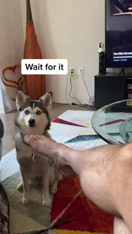 When someone tries to mess with me 🐶😂 #dogsofttiktok #funnydogs