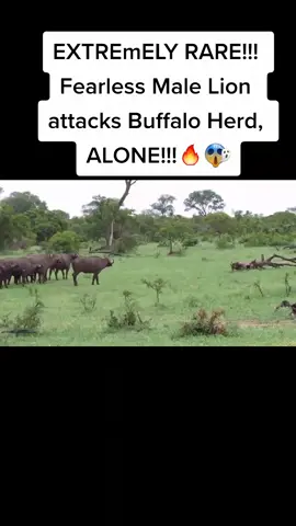 EXTREmELY RARE!!! Fearless Male Lion attacks Buffalo Herd, ALONE!!!#_المانيا_النمسا_السويد #amazing❤️🥰🔥 #tiktokindia #yummy #foryou #🌿🌺🌻 #