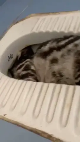 #greenscreenvideo A cat sleeping in the toilet.😁😁#cat #cats #fyfyfyfyfyfyfyfyfyfyfyfyfyfyfyfyfyfy #fyp
