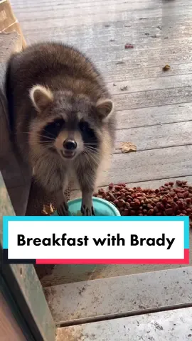 🍳 #breakfastchallenge #breakfasttime #raccoon #trashpanda #racoon #raccon #fyp #foryou #countrylifevlog #countrylife #farmlife #familyfarm #snowwhite