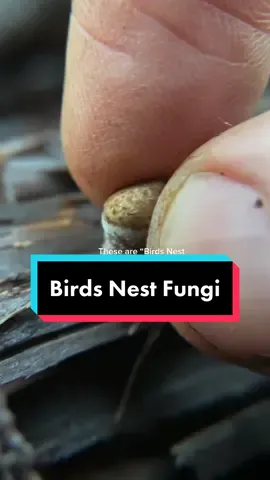 Birds Nest Fungi are so cute! #mushroomedu #LearnOnTikTok #mycology #fungi #sciencetok #birdsnestfungus #fascinatedbyfungi #squeezeit #popit