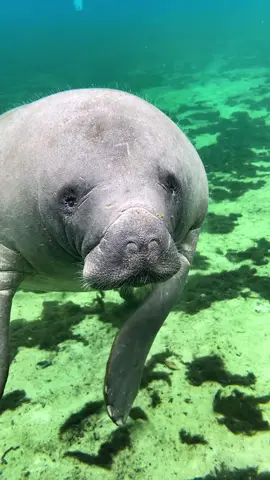 It’s been 9 months since I’ve seen her,  he my favorite little manatee made a beeline towards me as soon as she saw me.  🥺 #manatee #wildlife #fyp