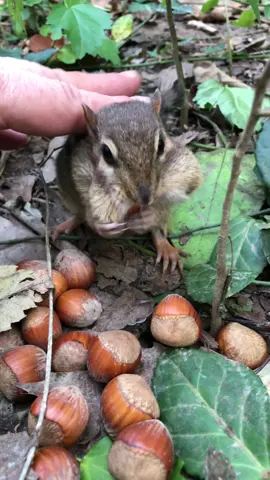 It’s going to be ok baby, daddy is going to Give you all the nuts you need for winter #fyp #baby #chipmunk #hibernation #babymooshy #wholesome