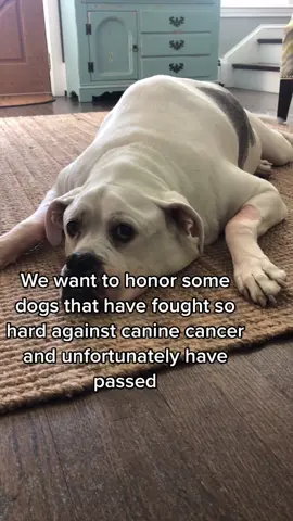 Today we want to honor dogs that have fought and passed from canine cancer.. may you Rest In Peace... #cancer bites #dogsoftiktok #dog #honor #rip