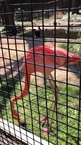 She understood the assignment. 🤣 #flamingodance #flamingo #flamingos #flashdance #dancing #birdsdancing #comedy #fyp #stitchthis #ASOSChaoticToCalm