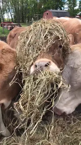 When you really get “into” your food! #haycow #farmtok #sillycalf #lifeonthefunnyfarm