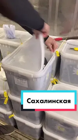 Сахалинская #икраморе #ikramore #доставка #морепродукты #химки #долгопрудный #мск #москва #икра #краснаяикра #сахалин