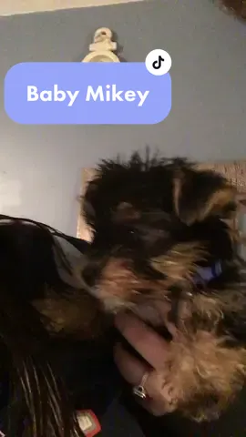 Morning puppy yawns 😴 #yorkie #throwback #dog #dogsofttiktok