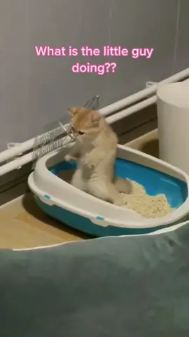 #cat #lmao #funnyvideos #wtf #foryou #fypage #funnycat #hahaha