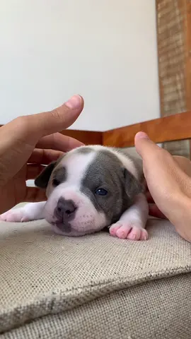 Estou Aqui 🙌🥰 #americanbully #dog #puppy #cute