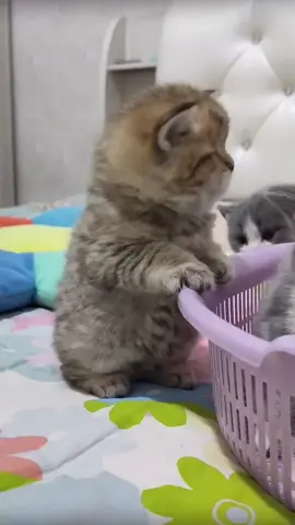 Should I say it’s a little fat #😂😂😂 #cute #kitten #catsoftiktok