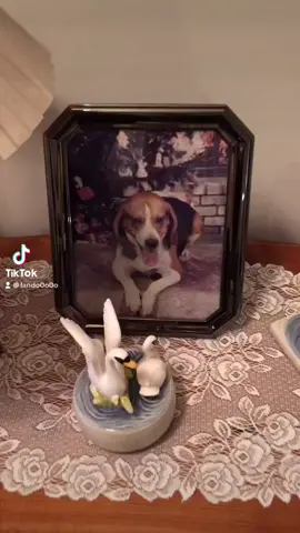 Guess grandma’s favorite 😒 #fyp #beagle #thanksgiving #beaglenation #beaglesoftiktok #beaglesupremacy #stuffing #sweetpotato #emilymariko #macys