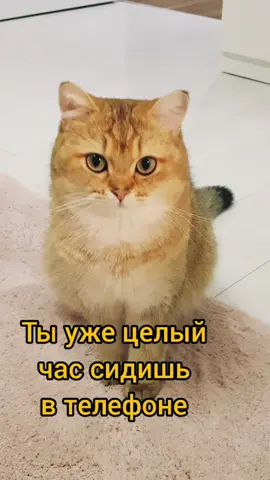Кто сколько сидит в телефоне?😁 #кот #смешныеживотные #смешныевидео