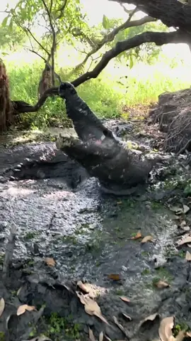 Sometimes when you’re in the wild the best thing to do is Run This is a saltwater crocodile and Australia  #crocodile #run #closeup #nature #australia