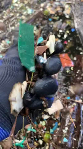 #plasticpollution #keepingitclean #microplastics