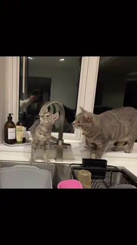 #waitingforthedrip #farmcats #handrearedkitten #silvertabby
