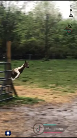 😅😂🤣 #foryou #foryoupage #длявас #لك #длятебя #당신을위해 #あなたのために #animals #fail #funny